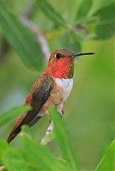 Rufous Hummingbird